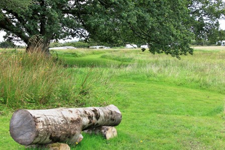 log seat under oaks